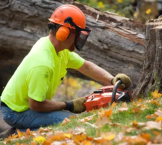 tree services South Blooming Grove